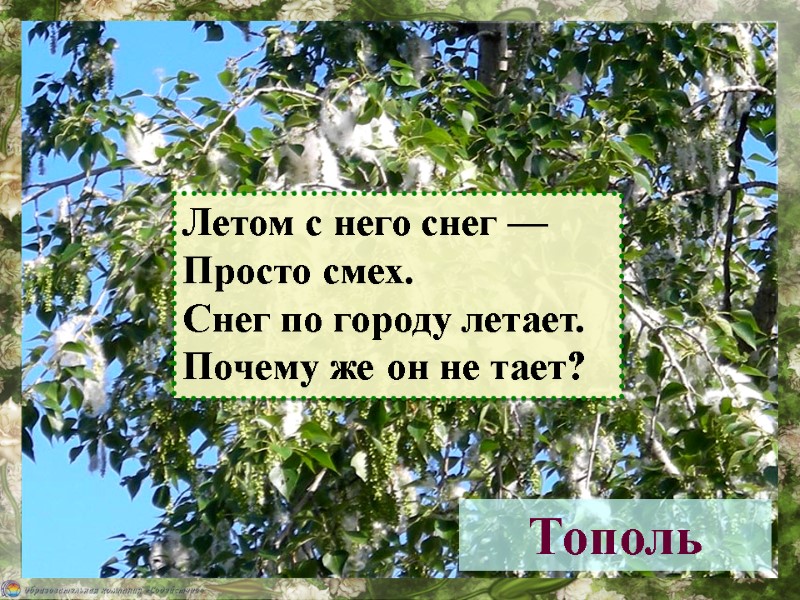 Тополь Летом с него снег — Просто смех. Снег по городу летает. Почему же